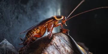 Cockroach - Dream Meaning and Symbolism 153