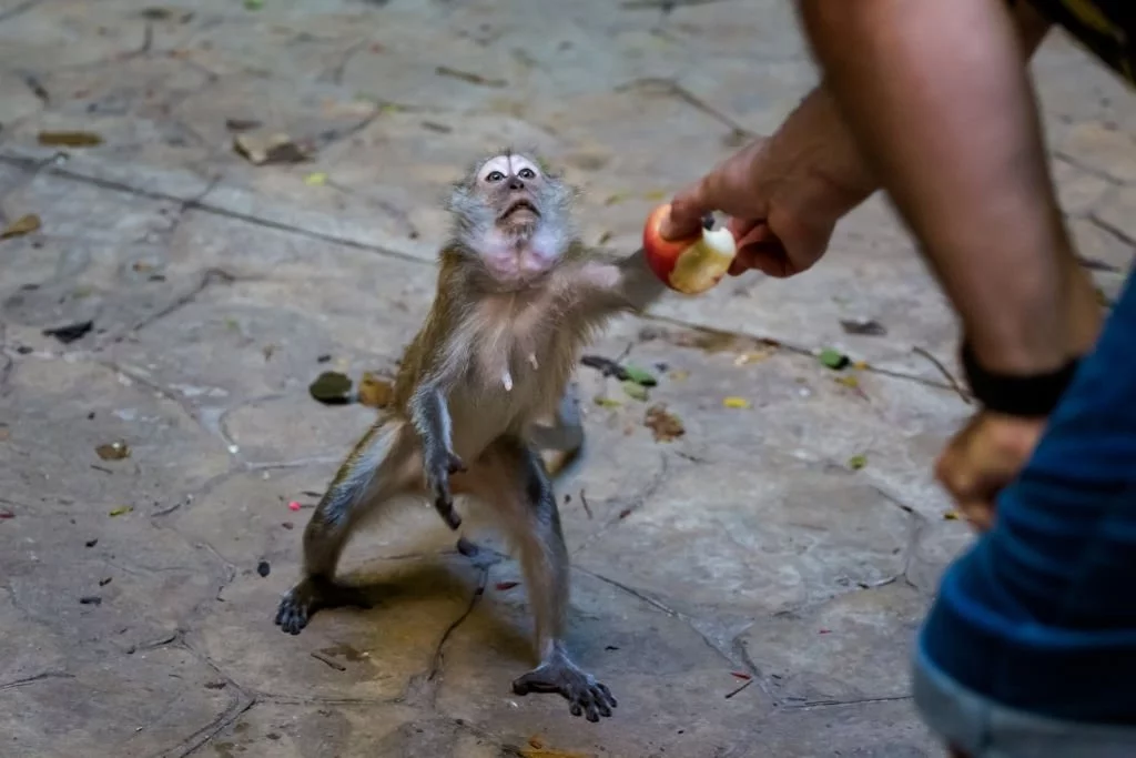 Feeds Monkeys
