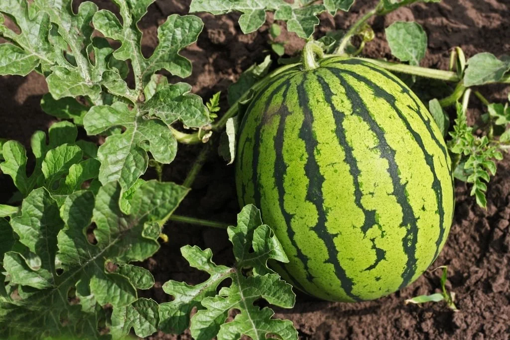 Watermelon – Dream Meaning and Symbolism 4