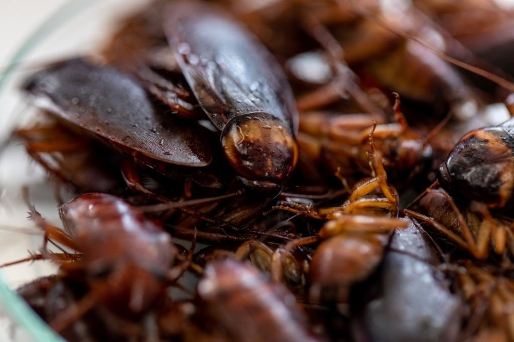 Cucaracha - Significado Y Simbolismo De Los Sueños 3