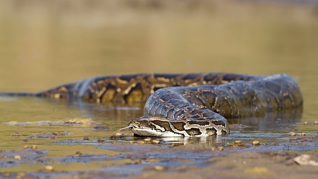 Serpiente Grande – Significado Y Simbolismo De Los Sueños 3