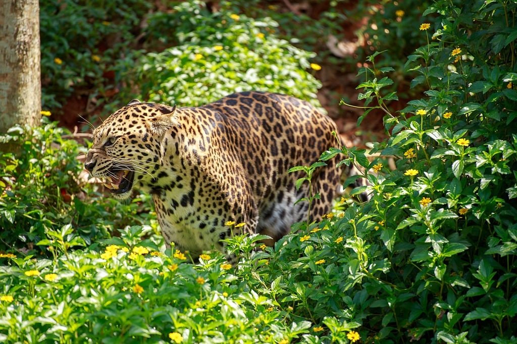 Jaguar - Drømmenes Betydning Og Symbolik 5