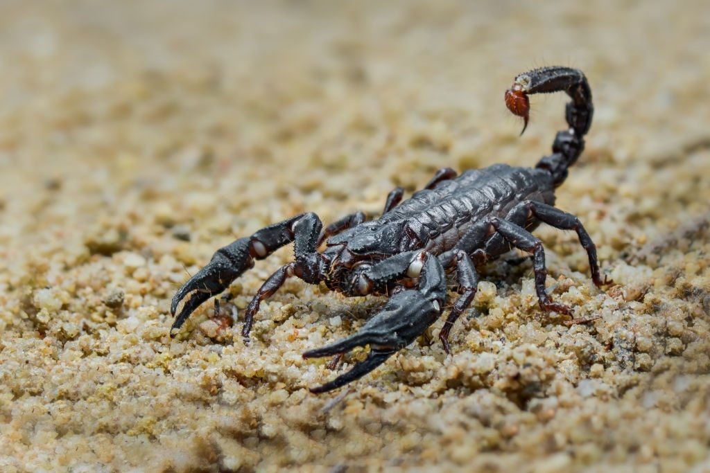 Seeing A Black Scorpion
