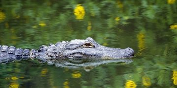 Alligator – Dream Meaning and Symbolism 93