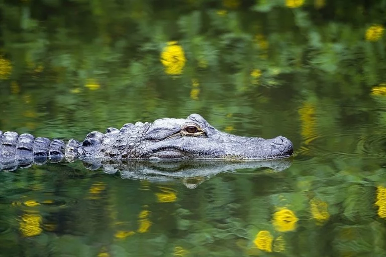 Alligator – Dream Meaning and Symbolism 1