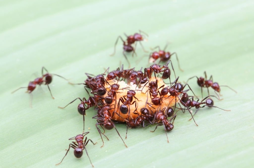 Hormiga - Significado Y Simbolismo De Los Sueños 4