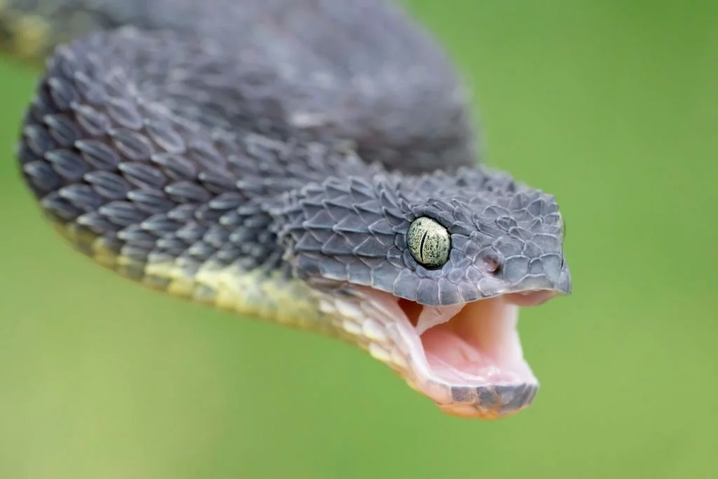 Attacked by grey snake