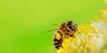 Bee – Dream Meaning and Symbolism 17