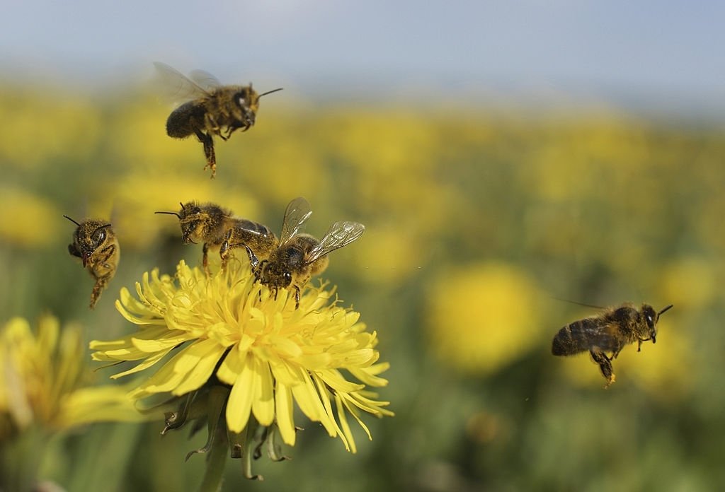 Pszczoła – Znaczenie I Symbolika Snów 6