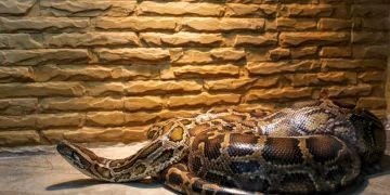 Big Snake – Dream Meaning and Symbolism 118