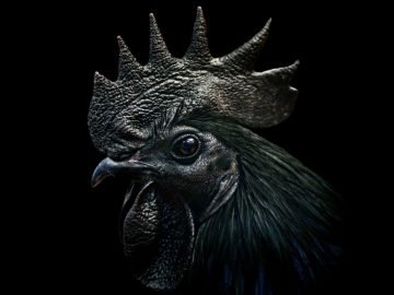 Black Chicken