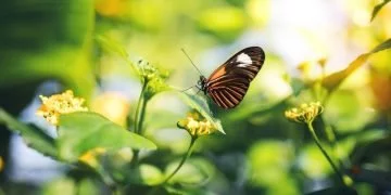 Butterfly – Dream Meaning and Symbolism 75