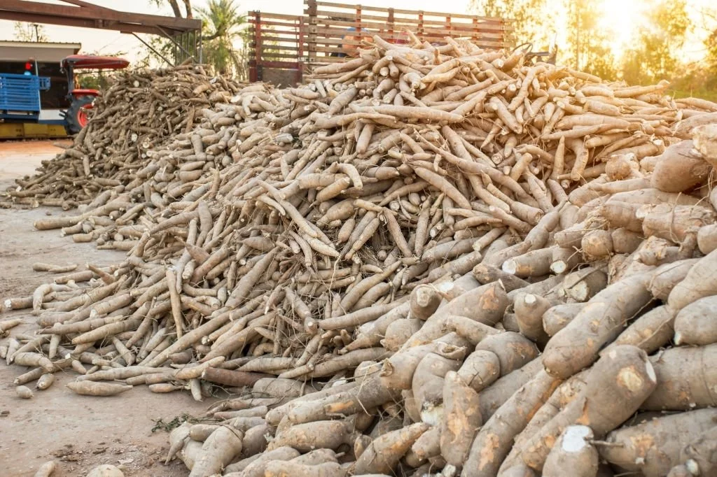 Cassava Plantation