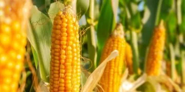 Corn – Dream Meaning and Symbolism 60