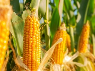 Corn – Dream Meaning and Symbolism 5