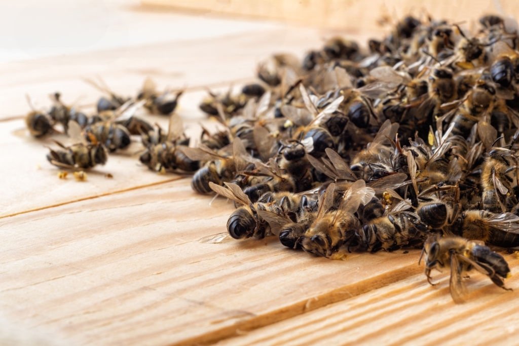 Pszczoła – Znaczenie I Symbolika Snów 5