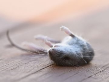 Dead Mouse – Dream Meaning and Symbolism 9