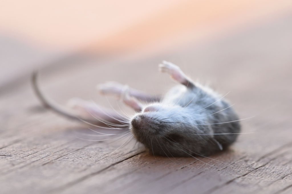 Dead Mouse – Dream Meaning and Symbolism 1