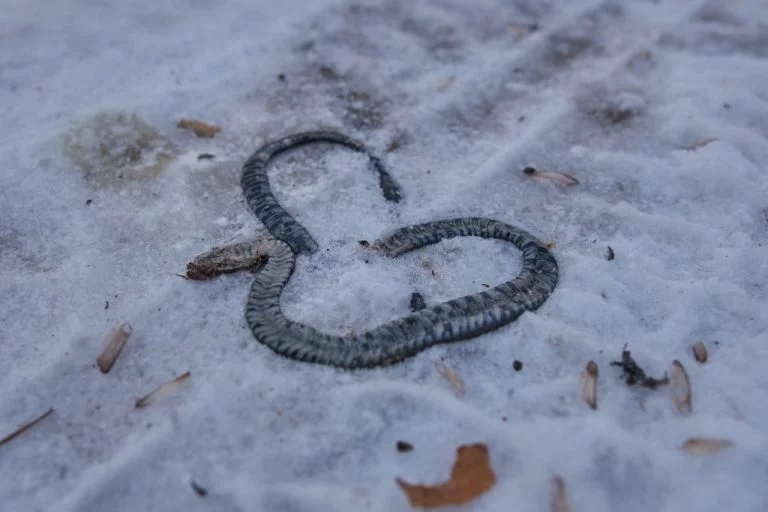 Dead Snake – Dream Meaning and Symbolism 1