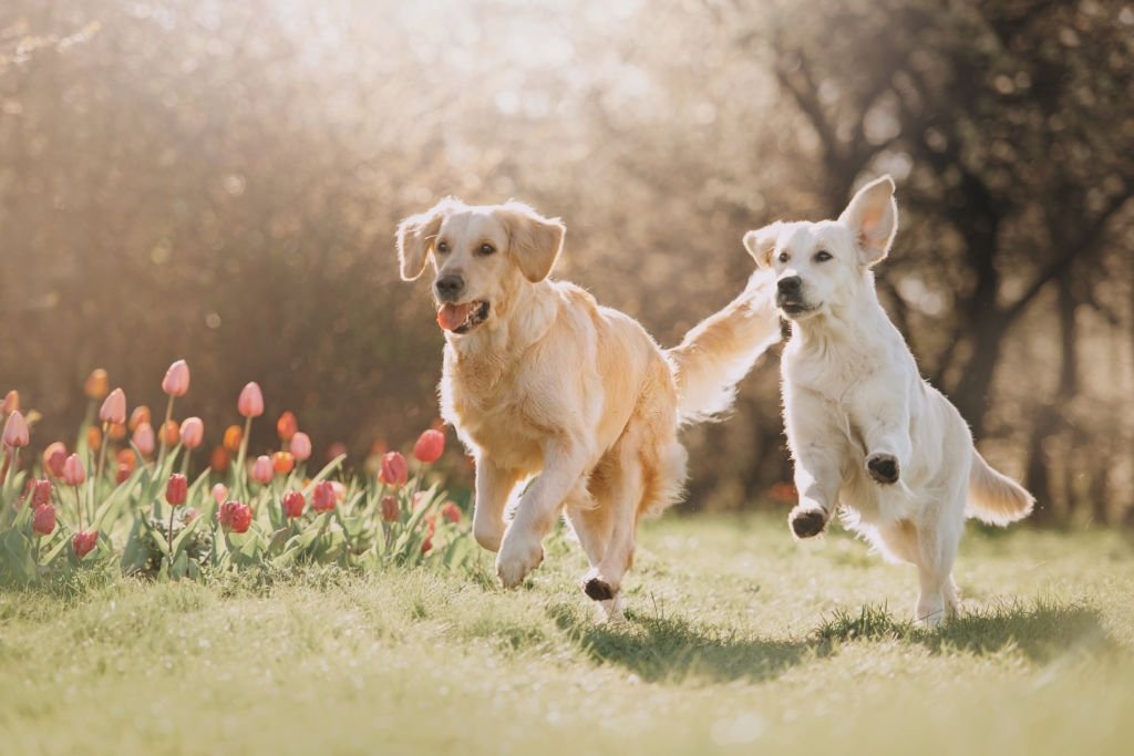 Dogs Running