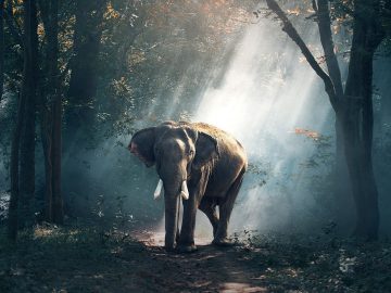 Elephant – Dream Meaning and Symbolism 36