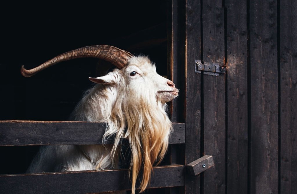 Goat With Horns