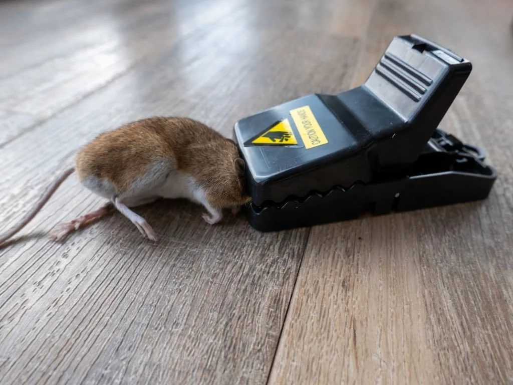 Grey Mouse Stuck In The Mousetrap