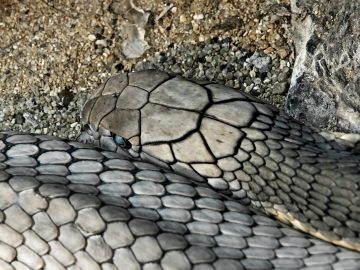 Grey Snake