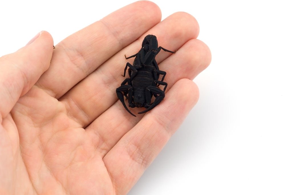 Holding a Black Scorpion