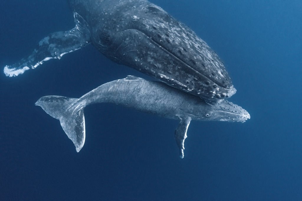 Wieloryb – Znaczenie I Symbolika Snów 6