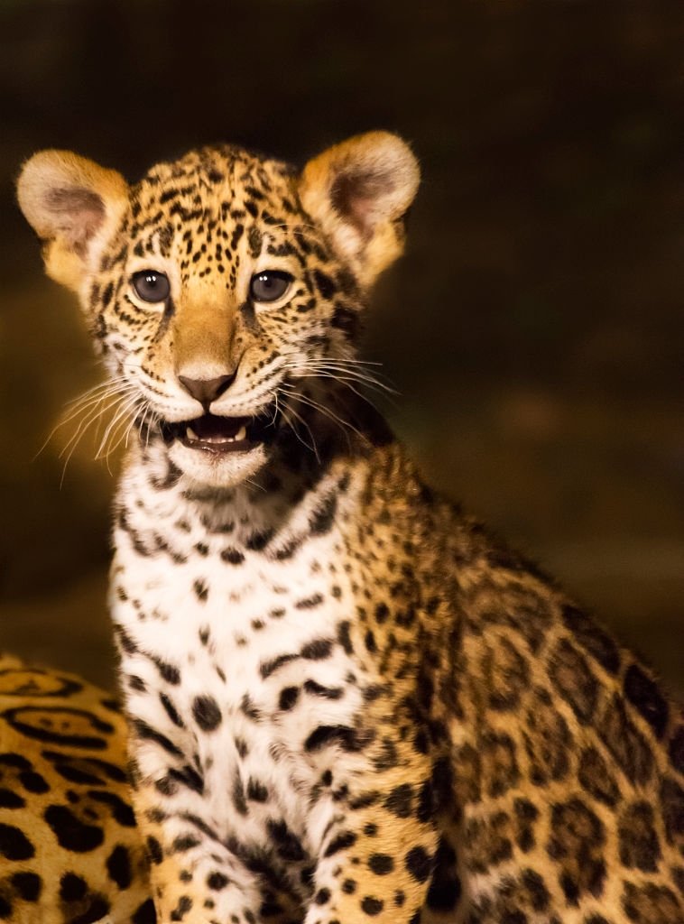 Jaguar – Significado Y Simbolismo De Los Sueños 4