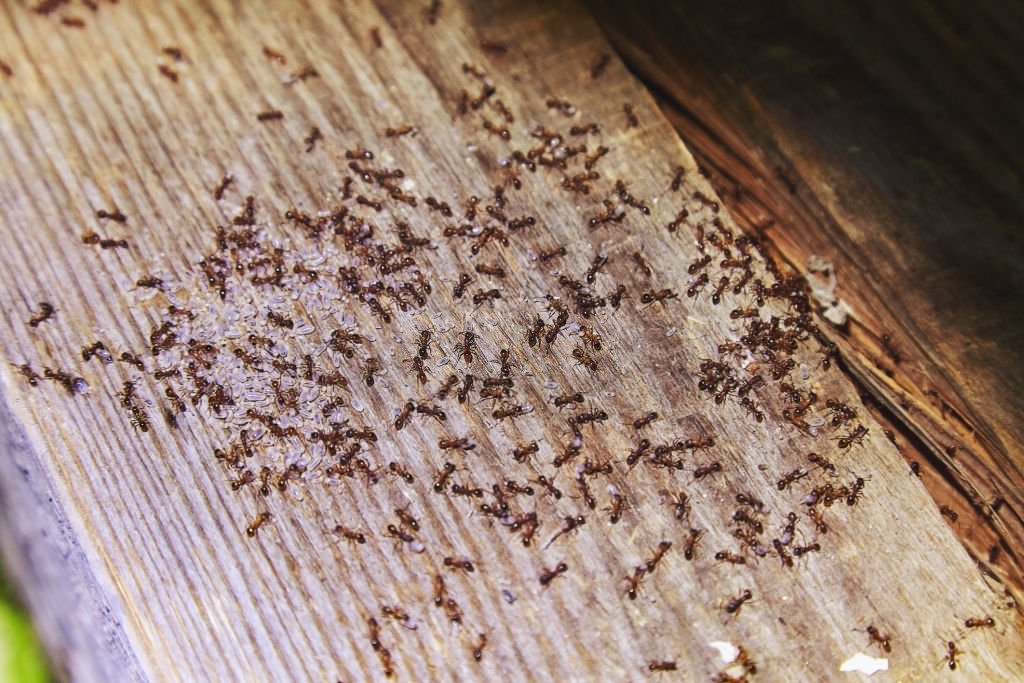 Hormiga - Significado Y Simbolismo De Los Sueños 1