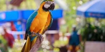 Parrot – Dream Meaning and Symbolism 84