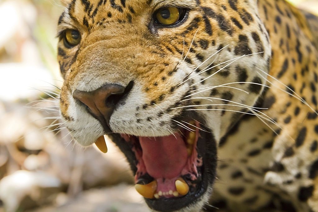 Jaguar – Significado Y Simbolismo De Los Sueños 6