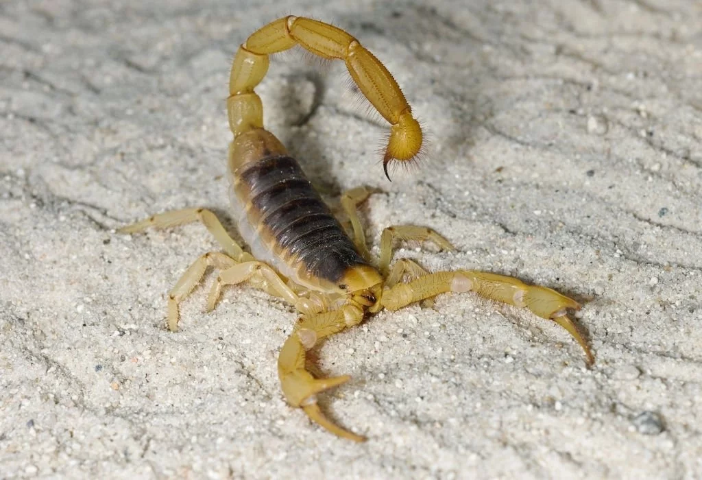 See A Yellow Scorpion