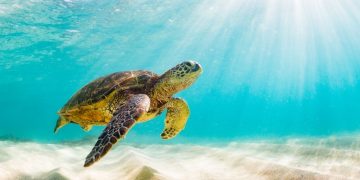 Turtle – Dream Meaning and Symbolism 81