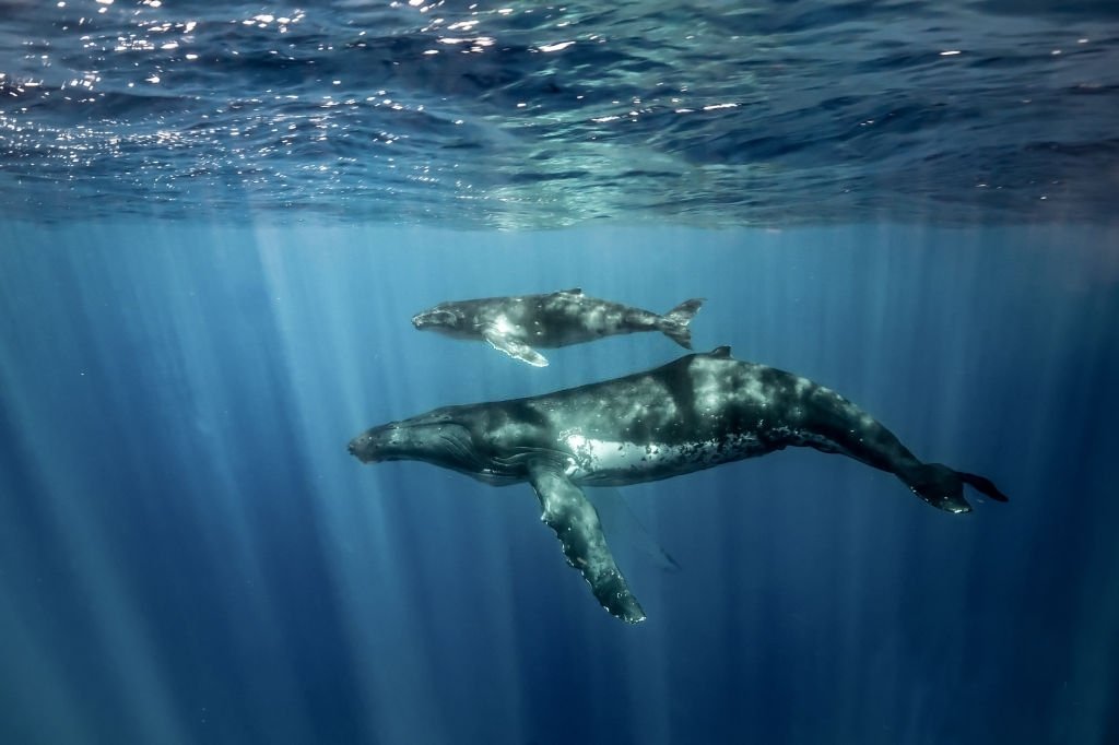 Wieloryb – Znaczenie I Symbolika Snów 4