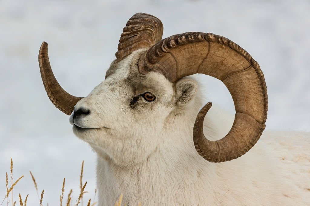 White Ram