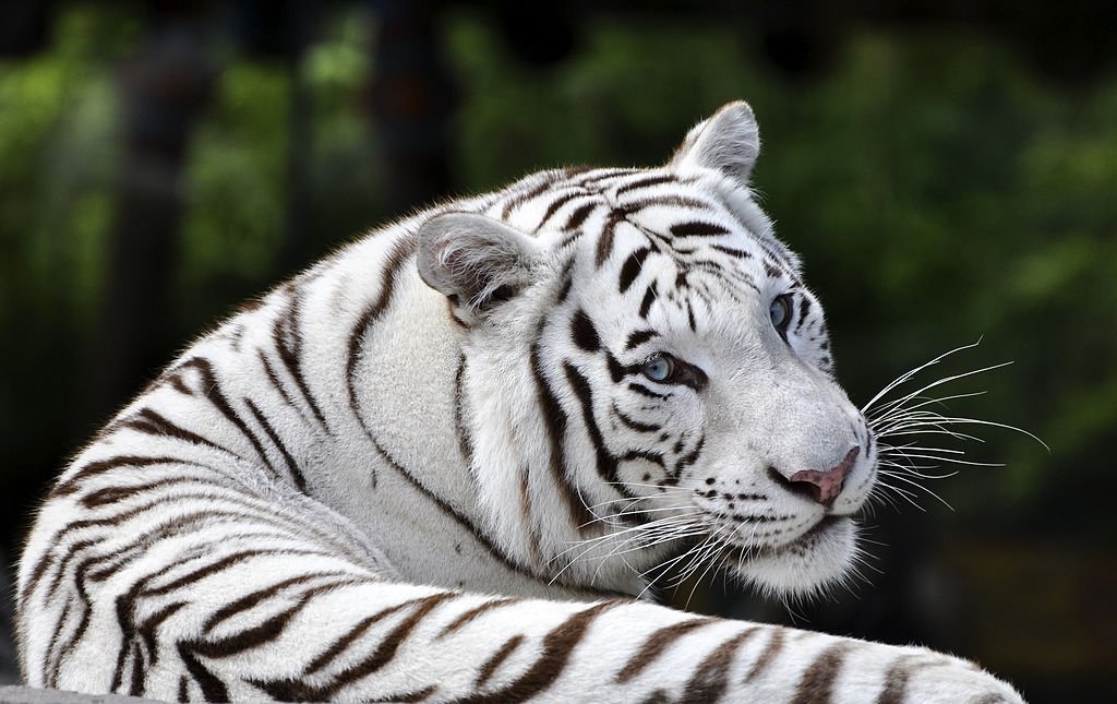 Tigre – Significado Y Simbolismo De Los Sueños 4