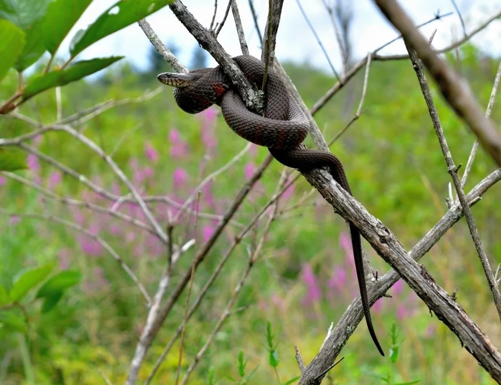 Wrapped Snake In the Tree