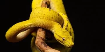 Yellow Snake – Dream Meaning and Symbolism 4