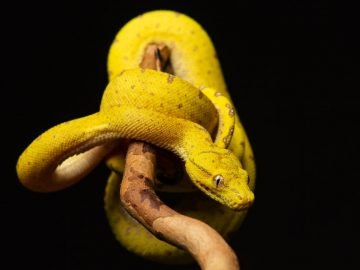 Yellow Snake – Dream Meaning and Symbolism 29