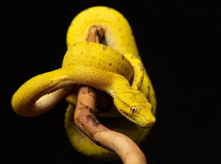 Yellow Snake – Dream Meaning and Symbolism 1