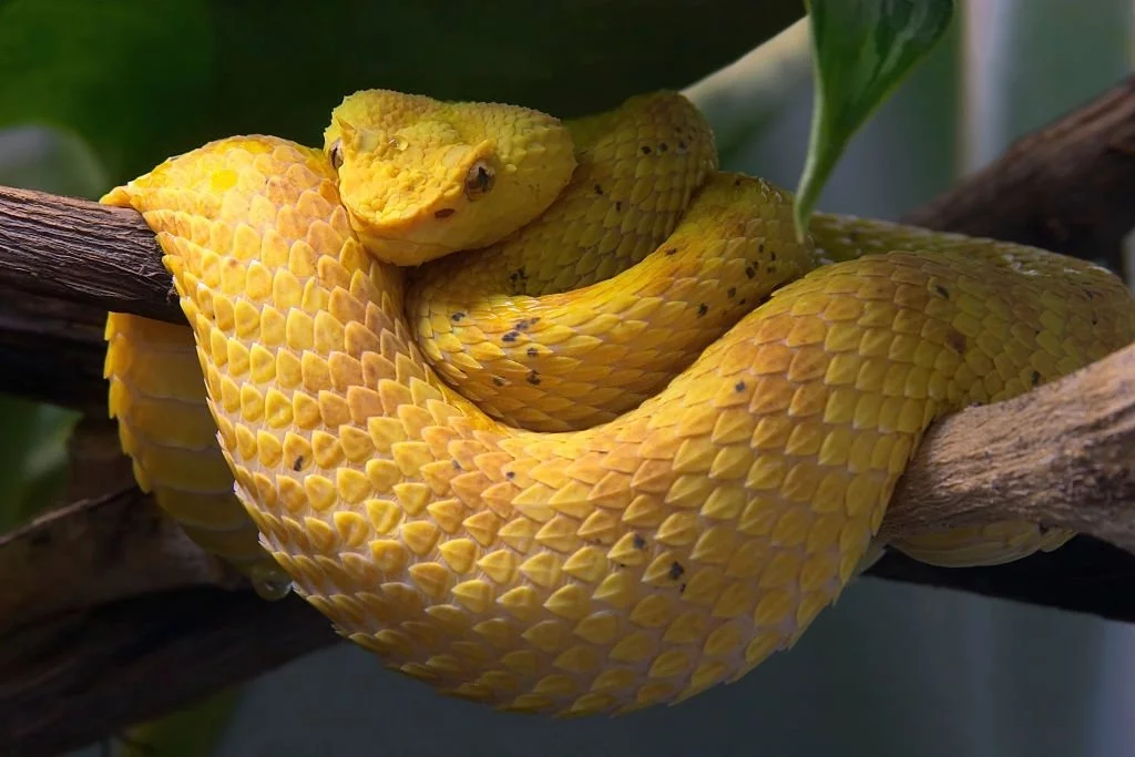 Yellow Snake – Dream Meaning and Symbolism 5