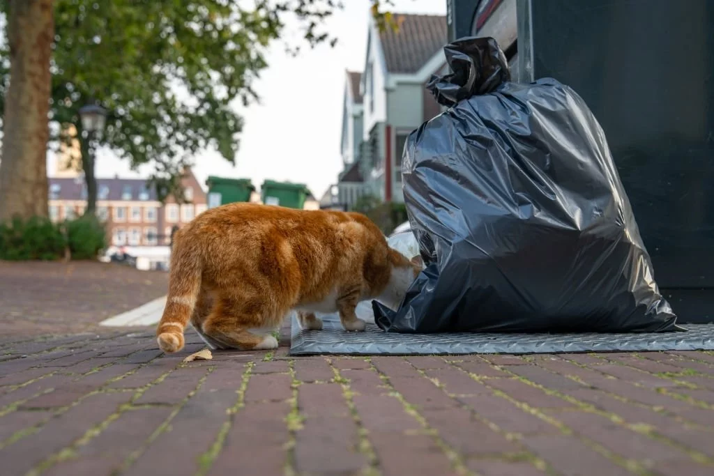 Cats Eat Trash