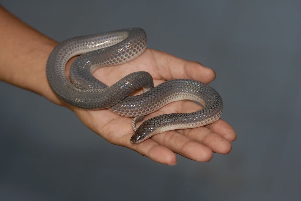 Holding a grey snake