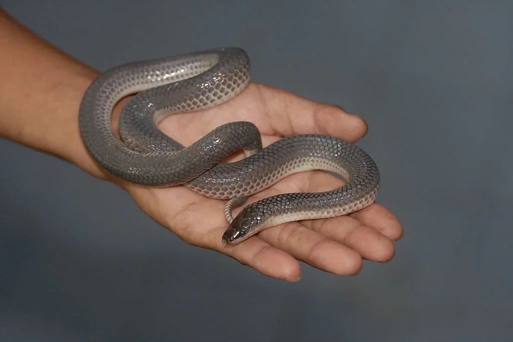 Holding a grey snake