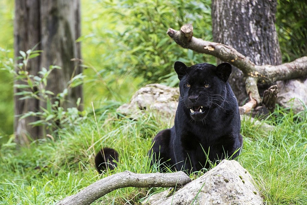 Jaguar Negro – Significado Y Simbolismo De Los Sueños 4