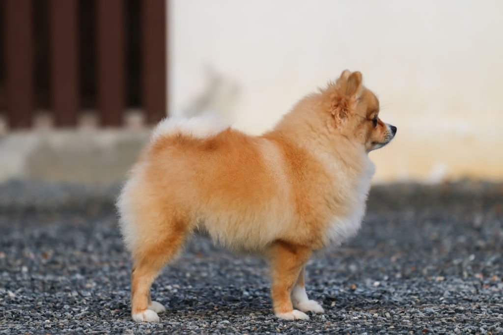 Bruine Hond – Droom Betekenis En Symboliek 3