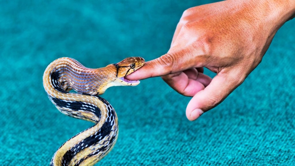 Serpiente De Picadura – Significado Y Simbolismo De Los Sueños 5
